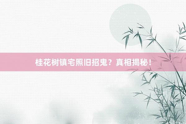桂花树镇宅照旧招鬼？真相揭秘！